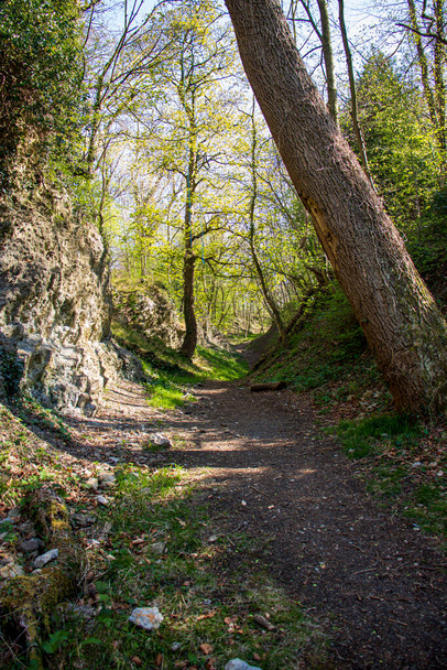 Landschaft mit Sonnenlicht in einem natürlichen englischen Reservat - Foto, Bild
