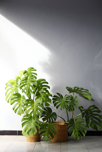 Monstera deliciosa es una especie de planta fanerógama originaria de los bosques tropicales del sur de México, al sur de Panamá. plantas ornamentales en el porche de la casa
 - Foto, imagen