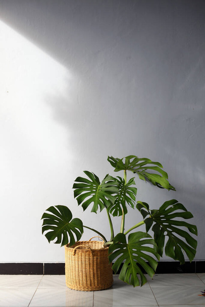 Monstera deliciosa es una especie de planta fanerógama originaria de los bosques tropicales del sur de México, al sur de Panamá. plantas ornamentales en el porche de la casa
 - Foto, imagen