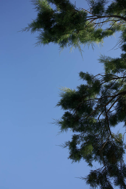 Beach tree in blue sky summer background plakias crete covid-19 season modern high quality print - Photo, Image
