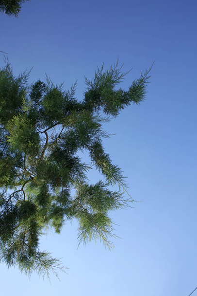 Árbol de playa en cielo azul fondo de verano plakias creta covid-19 temporada moderna impresión de alta calidad
 - Foto, imagen