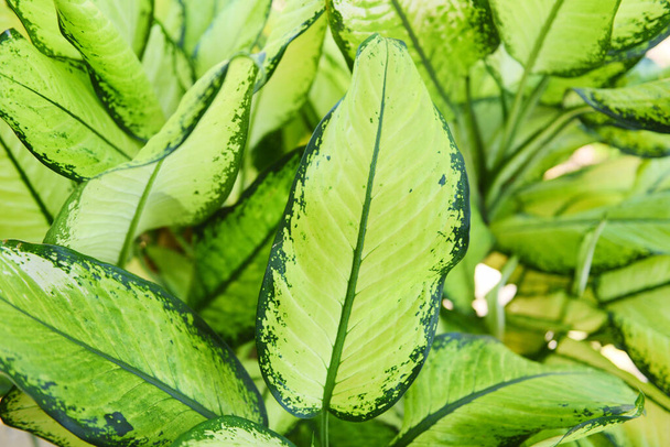 Zielony liść roślin ozdobnych w ogrodzie domu / Chiński Evergreen liści  - Zdjęcie, obraz