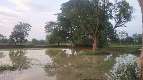 Groot boomzicht in boerderijwater in moesson natuurlijke schoonheid - Foto, afbeelding