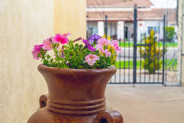 Blossom Petunia flowers in beautiful clay flower pot close up on outdoor patio or backyard. Gardening, landscaping concept - Photo, Image