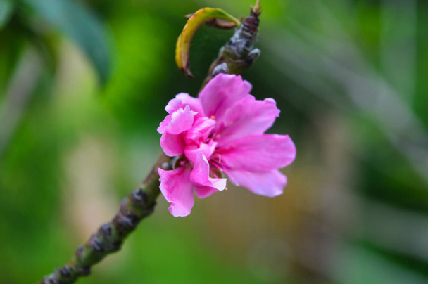 Belle fleur sauvage verte dans Forest Mae Rim District Chiang Mai Thaïlande - Photo, image