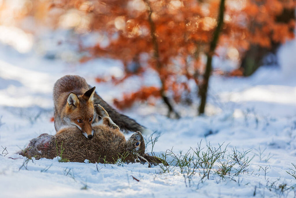 Kızıl Tilki (Vulpes vulpes) karda bir tavşan yakaladı - Fotoğraf, Görsel