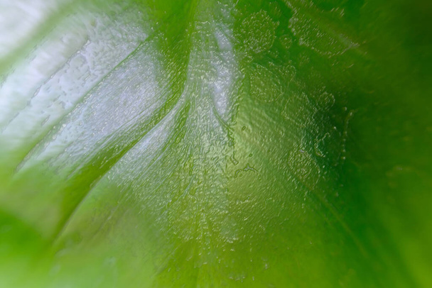 grüne Blätter im natürlichen Hintergrund und in der Textur - Foto, Bild