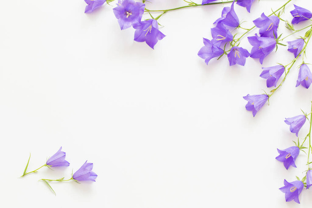 violet wild flowers on white background  - Φωτογραφία, εικόνα