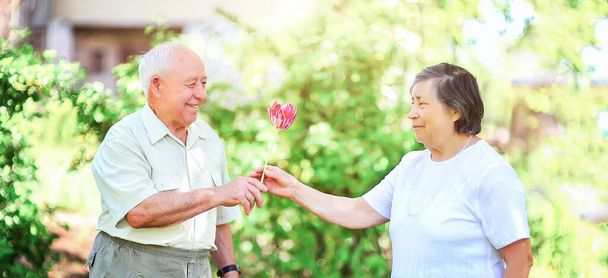 grandfather gives flowers to grandmother. Elderly couple - Fotografie, Obrázek