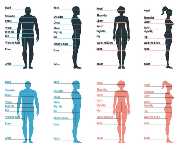 Erkek ve kadın boyutlarında, anatomi insan karakteri, insanlar ön ve yan vücut siluetine bakıyorlar, beyaz, düz vektör çiziminde izole edilmiş. Çizgi film mankeni insan boyut ölçeği. - Vektör, Görsel