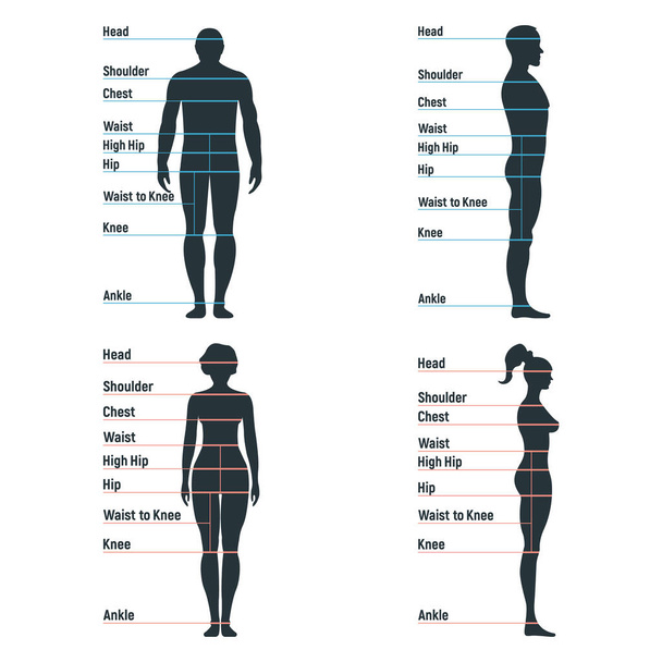 Férfi és női méretű diagram anatómia emberi karakter, emberek dummy elülső és nézet oldalán test sziluett, elszigetelt fehér, lapos vektor illusztráció. Rajzfilm próbababa emberek dimenzió skála. - Vektor, kép