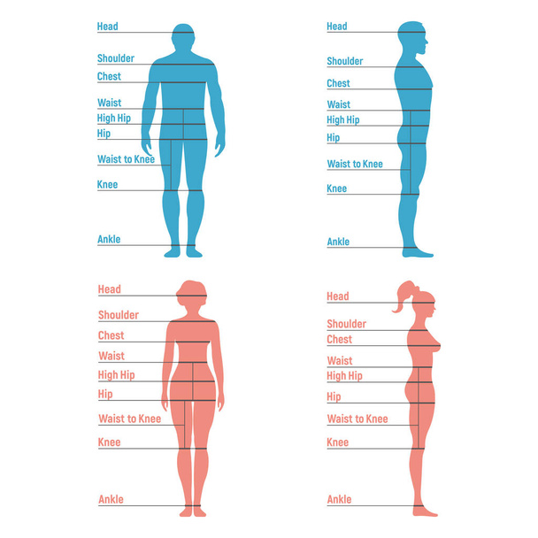 Mužské a ženské velikosti graf anatomie lidský charakter, lidé figuríny přední a pohled boční část těla silueta, izolované na bílém, ploché vektorové ilustrace. Kreslená figurína lidé dimenze měřítko. - Vektor, obrázek