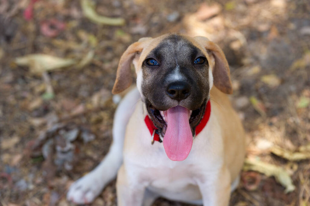 Ένα χαριτωμένο κουταβάκι σκυλί είναι χαρούμενος και ενθουσιασμένος κολλήσει τη γλώσσα του έξω - Φωτογραφία, εικόνα