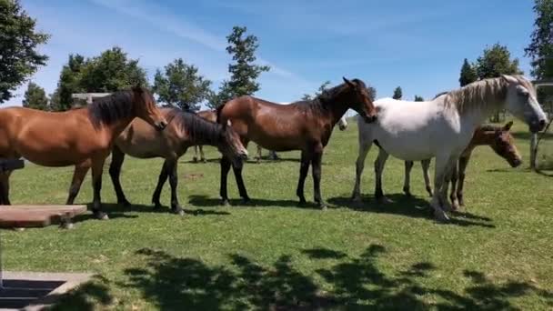 Güneşli bir günde çayırda dinlenen farklı renkte atlar. - Video, Çekim