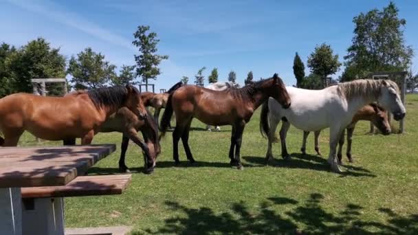 Verschillende kleuren paarden rusten in de wei op een zonnige dag - Video