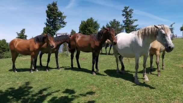 Různé barvy koně odpočívající na louce za slunečného dne - Záběry, video