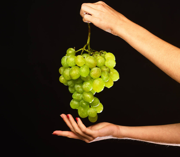 Cluster of white or green grapes in girls fingers. - Fotó, kép