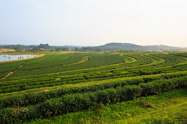 Green Tea Plantation Fields - Zdjęcie, obraz