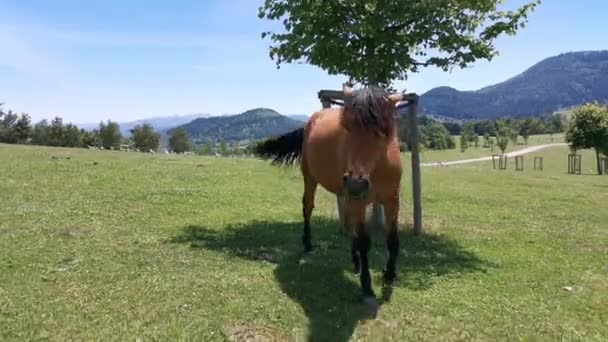 Cavallo marrone ficcanasando la macchina fotografica, si avvicina e lo annusa - Filmati, video
