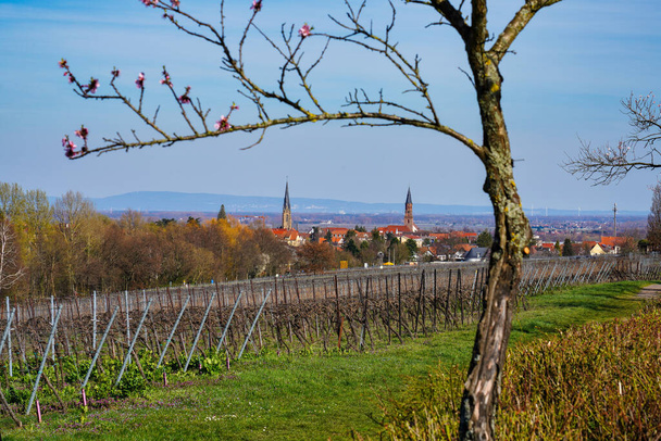Amêndoas, Prunus dulcis blooming, southern wine street, Rhodt unter Rietburg Neustadt, Renânia-Palatinado Alemanha - Foto, Imagem