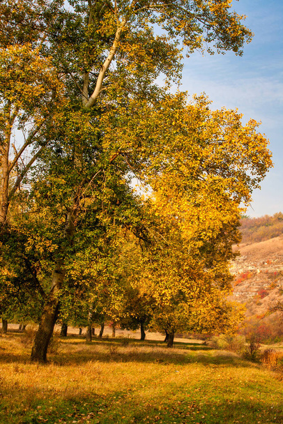 Φόντο φθινοπώρου, κίτρινα φύλλα στις λεύκες. Κάτω όψη στην κορώνα των δέντρων ενάντια στον γαλάζιο ουρανό. - Φωτογραφία, εικόνα