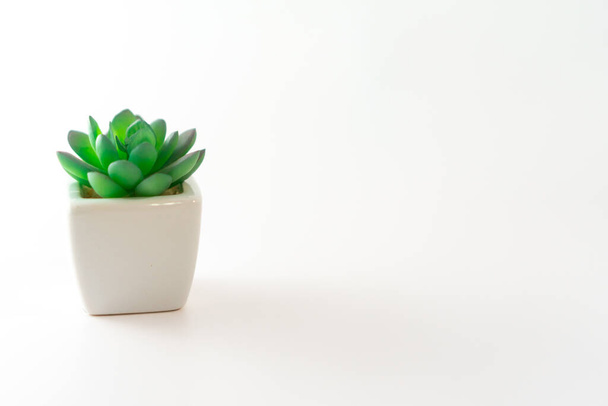 Small cute plant minimal style on white background with copy space. - Foto, Imagen