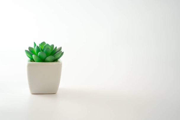 Malý roztomilý rostlina minimální styl na bílém pozadí s kopírovacím prostorem. - Fotografie, Obrázek