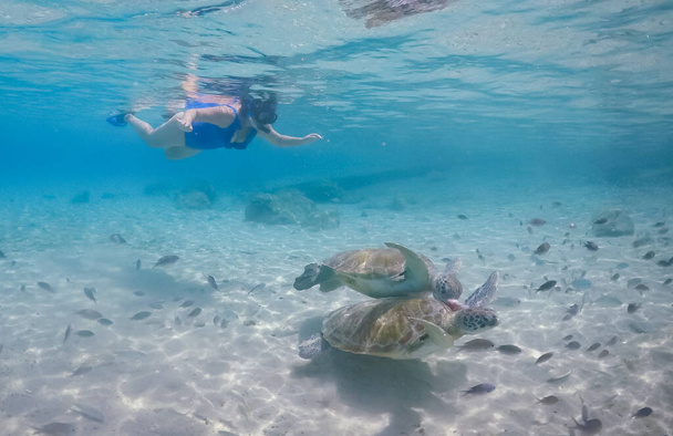 Pływanie z żółwiami na karaibskiej wyspie Curacao - Zdjęcie, obraz