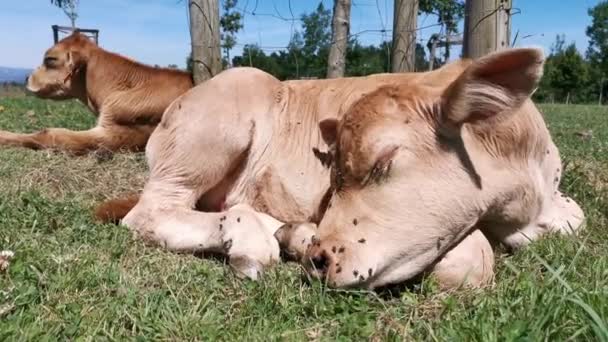 Calve resting in the meadow on a sunny summer day - Footage, Video