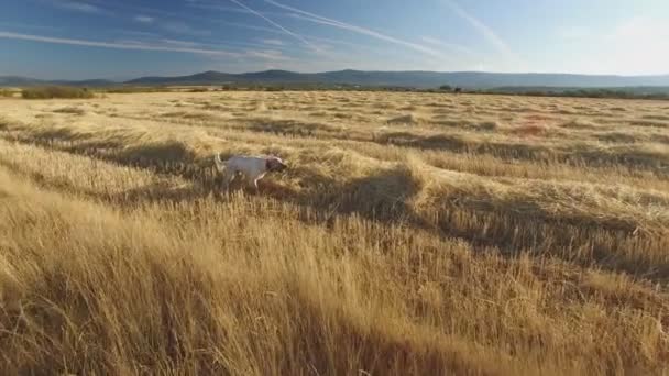 Puntatore pedigree cani nel campo mostrando gioco - Filmati, video