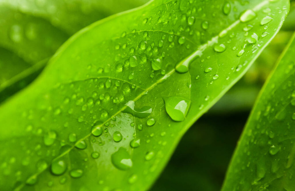 Rain drops on green leaf - 写真・画像