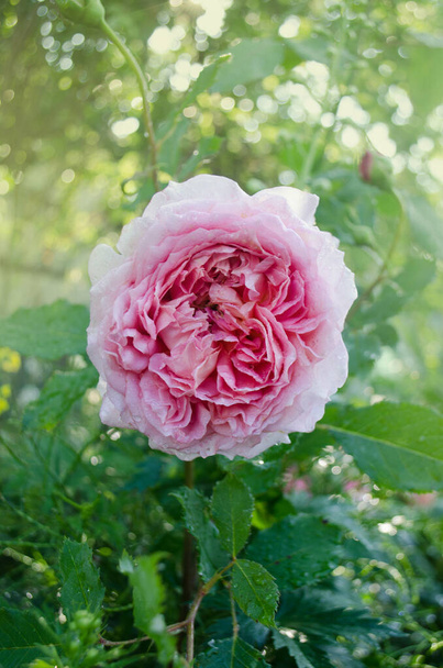 Anglická růže v zahradě. Anglická růžová růže v letní zahradě. - Fotografie, Obrázek