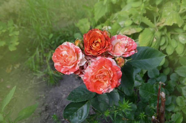 Gyönyörű egyedi két színű rózsa. Csíkos rózsaszín narancs virág termesztett - Fotó, kép