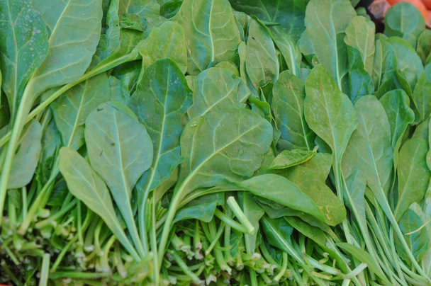 Verduras de salada verdes
 - Foto, Imagem