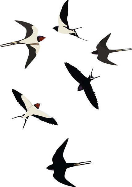 grupo de aves blancas y negras que vuelan golondrinas migrando
 - Vector, imagen