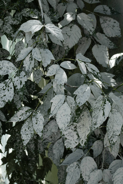 painted tree leaves in white paint - Foto, afbeelding