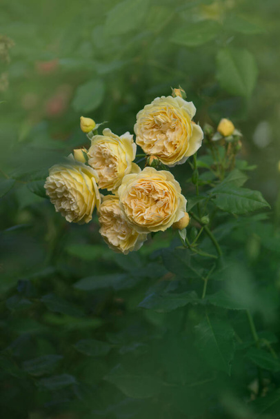 Оранжевая цветущая роза в саду. Цветущая оранжевая роза - Фото, изображение