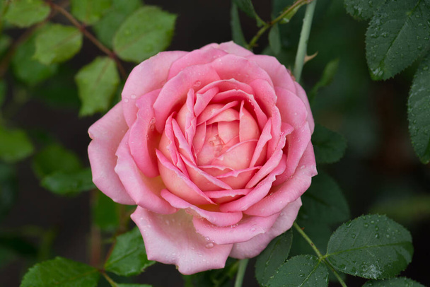 Anglická růže v zahradě. Anglická růžová růže v letní zahradě. - Fotografie, Obrázek