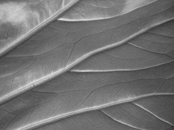 textura de hoja seca en blanco y negro
 - Foto, Imagen