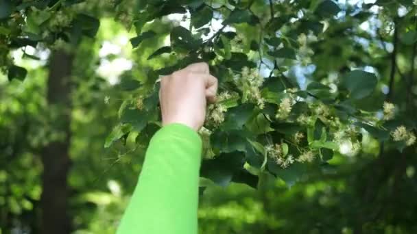 Woman hand picks linden flowers from a tree - Footage, Video