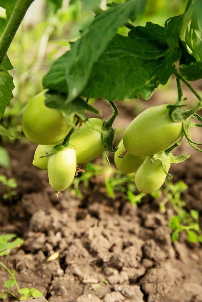 Green tomatoes hang on branches and grow in a greenhouse - Foto, afbeelding