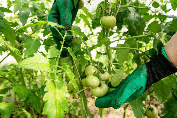 Las manos de un jardinero con guantes verdes cuidan después de cultivar tomates
 - Foto, Imagen