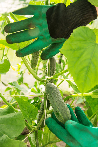 Hands of a gardener in green gloves care rip ripe cucumbers - Foto, afbeelding