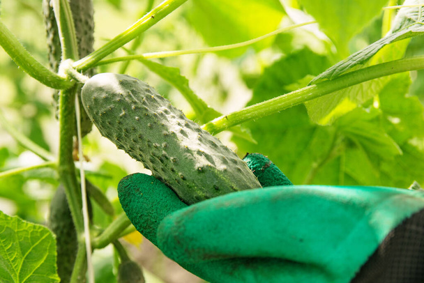 Hands of a gardener in green gloves care rip ripe cucumbers - Foto, Imagen