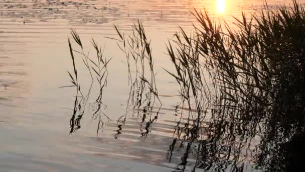 夜の湖の水の広がり - 映像、動画