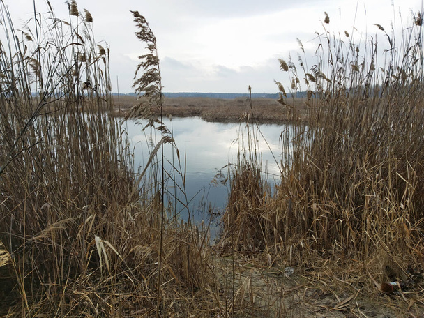Reeds no lago no outono. - Foto, Imagem