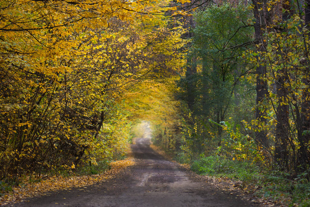 日没の秋の森。秋の風光明媚な道路。木漏れ日。初秋  - 写真・画像