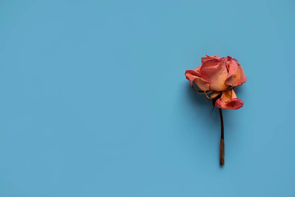Composizione dei fiori. Cornice fatta di fiori di rosa secchi e foglie su sfondo blu. Layout piatto, vista dall'alto, spazio di copia - Foto, immagini