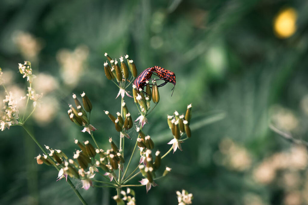 Dos insectos de escudo rayado europeos rojos y negros, copulando sobre una planta verde, enfoque selectivo con fondo bokeh - Graphosoma lineatum
 - Foto, imagen