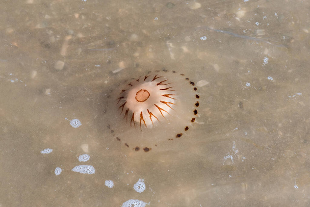Iránytű medúza rekedt a tengerparton - Fotó, kép